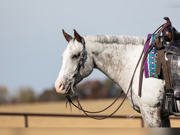 American Quarter Horse Castrone 10 Anni 142 cm Sauro scuro in River Falls WI