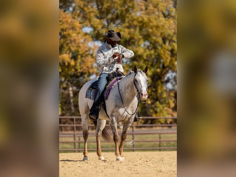 American Quarter Horse Castrone 10 Anni 142 cm Sauro scuro in River Falls WI