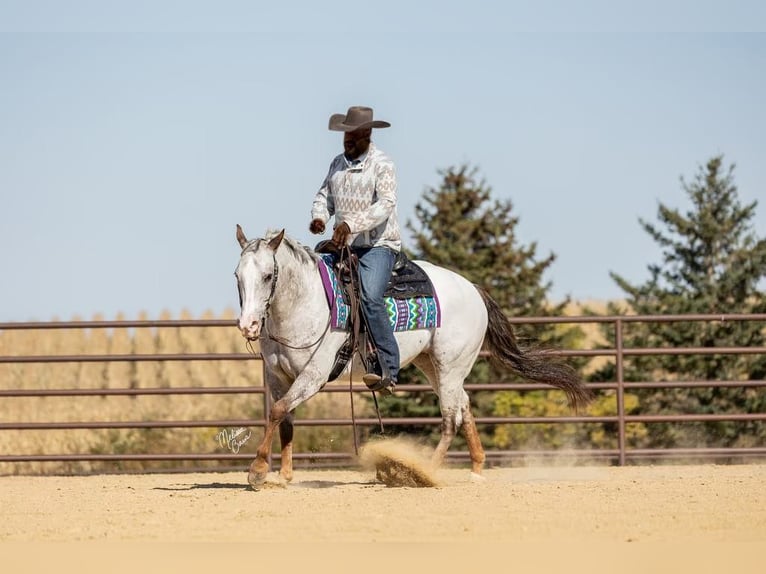 American Quarter Horse Castrone 10 Anni 142 cm Sauro scuro in River Falls WI