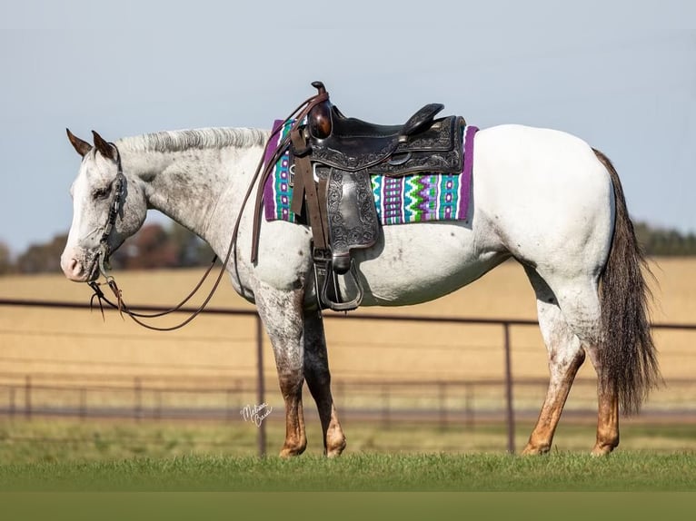 American Quarter Horse Castrone 10 Anni 142 cm Sauro scuro in River Falls WI