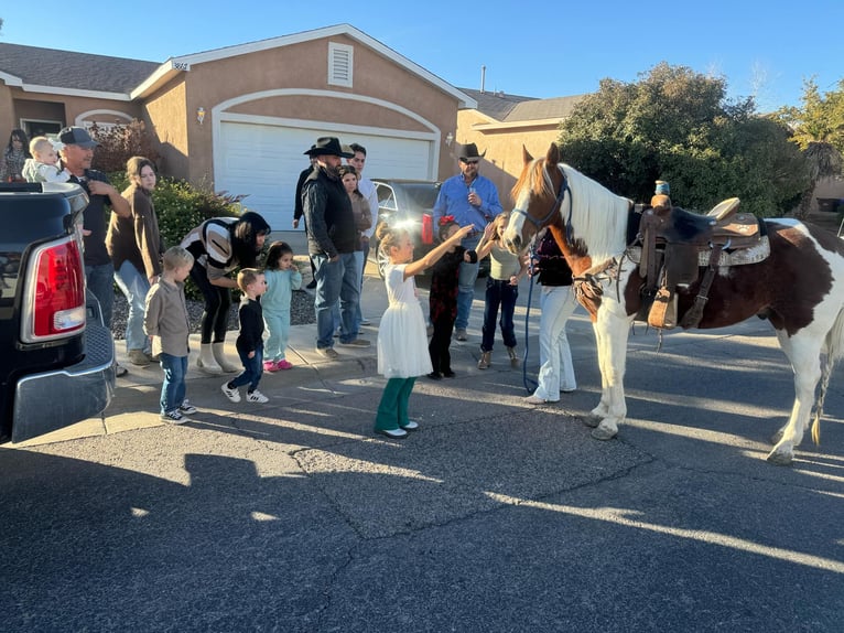 American Quarter Horse Castrone 10 Anni 142 cm Tobiano-tutti i colori in El Paso Tx