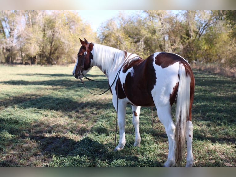 American Quarter Horse Castrone 10 Anni 142 cm Tobiano-tutti i colori in El Paso Tx