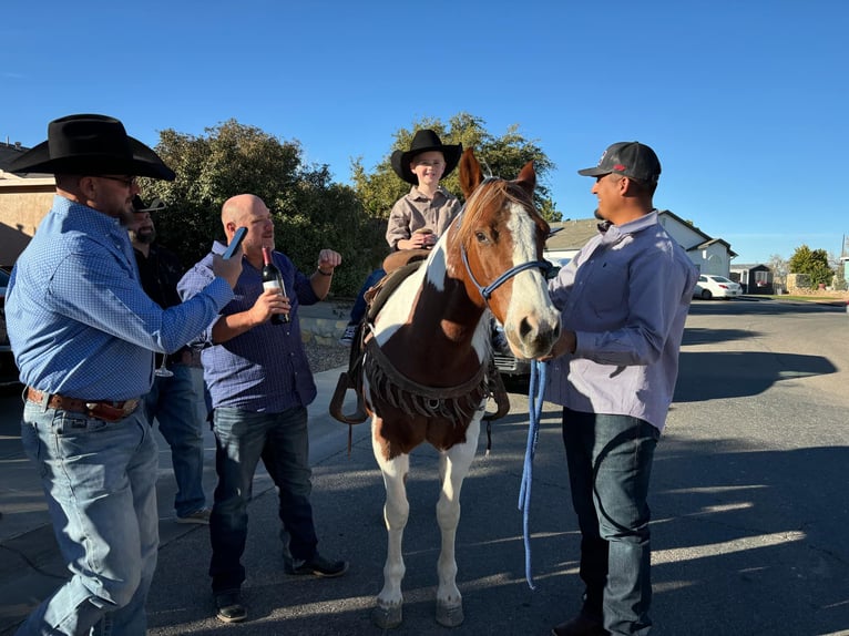 American Quarter Horse Castrone 10 Anni 142 cm Tobiano-tutti i colori in El Paso Tx