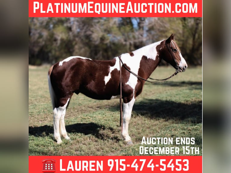 American Quarter Horse Castrone 10 Anni 142 cm Tobiano-tutti i colori in El Paso Tx