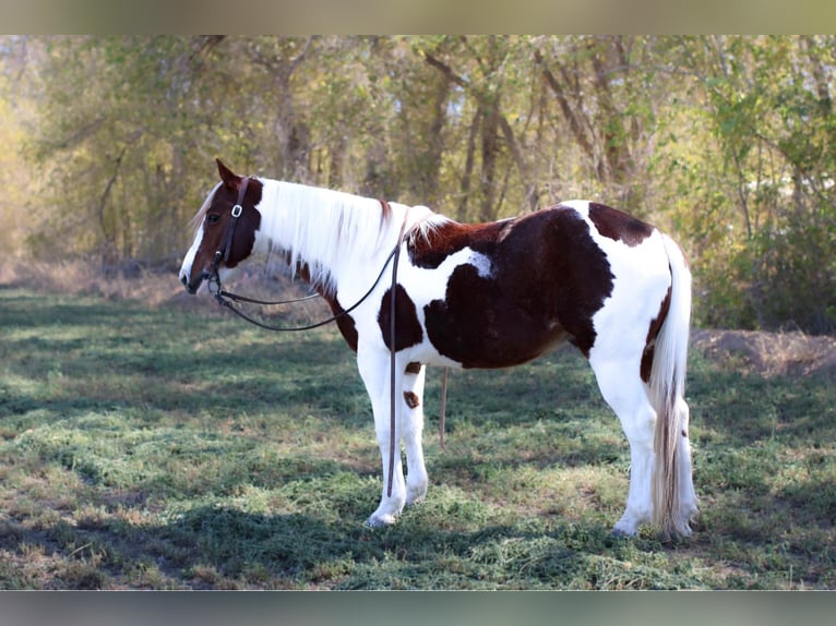 American Quarter Horse Castrone 10 Anni 142 cm Tobiano-tutti i colori in El Paso Tx