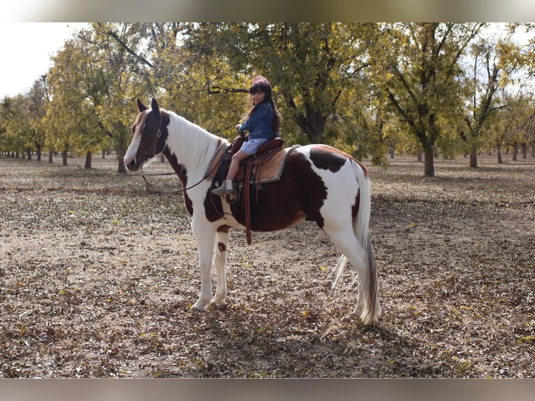 American Quarter Horse Castrone 10 Anni 142 cm Tobiano-tutti i colori in El Paso Tx