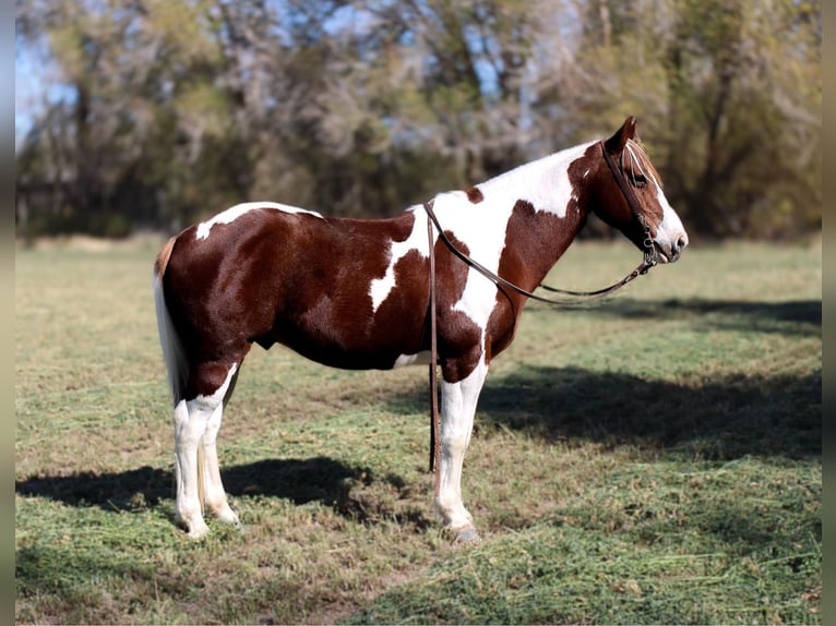 American Quarter Horse Castrone 10 Anni 142 cm Tobiano-tutti i colori in El Paso Tx