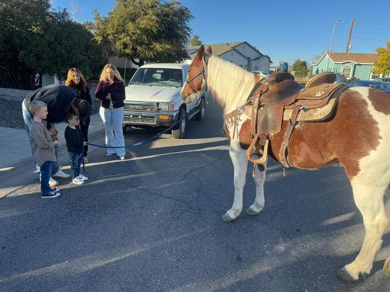 American Quarter Horse Castrone 10 Anni 142 cm Tobiano-tutti i colori in El Paso Tx