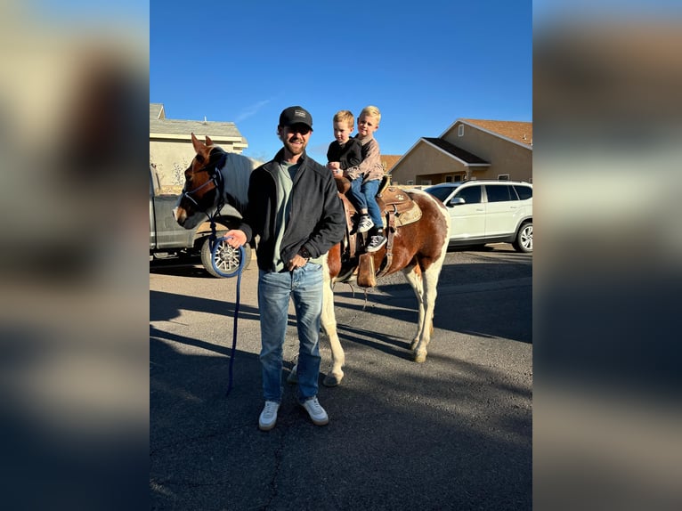 American Quarter Horse Castrone 10 Anni 142 cm Tobiano-tutti i colori in El Paso Tx