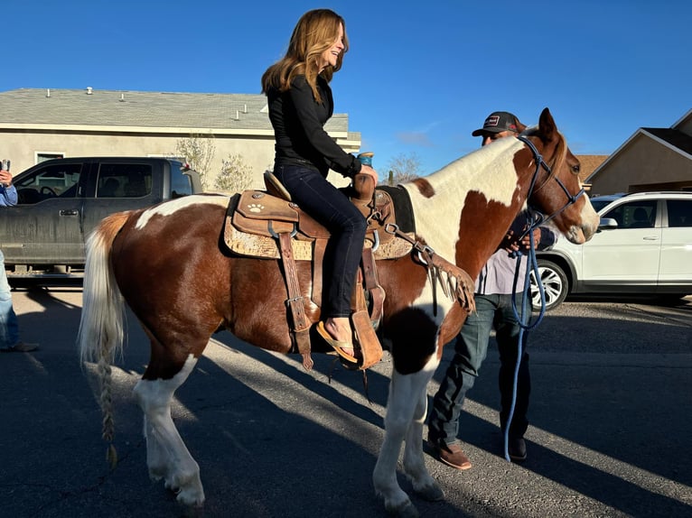 American Quarter Horse Castrone 10 Anni 142 cm Tobiano-tutti i colori in El Paso Tx