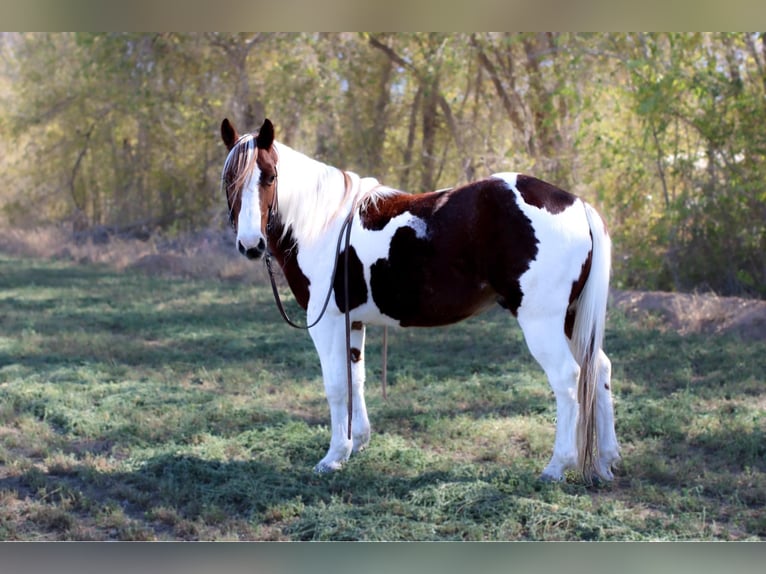 American Quarter Horse Castrone 10 Anni 142 cm Tobiano-tutti i colori in El Paso Tx