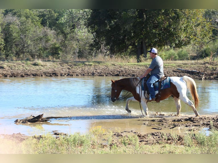 American Quarter Horse Castrone 10 Anni 142 cm Tobiano-tutti i colori in Poolville TX