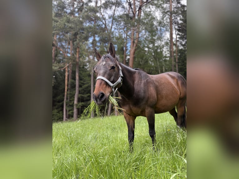 American Quarter Horse Mix Castrone 10 Anni 145 cm Baio in Eggenfelden