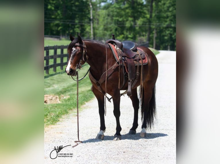 American Quarter Horse Mix Castrone 10 Anni 145 cm Baio ciliegia in Fredericksburg, OH