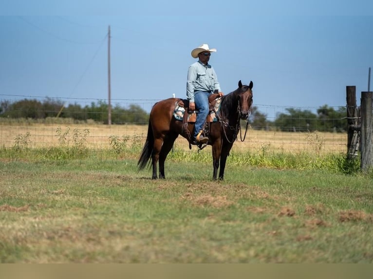 American Quarter Horse Castrone 10 Anni 145 cm Baio ciliegia in Mt Vernon, TX