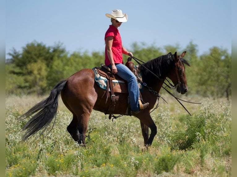 American Quarter Horse Castrone 10 Anni 145 cm Baio ciliegia in Mt Vernon, TX