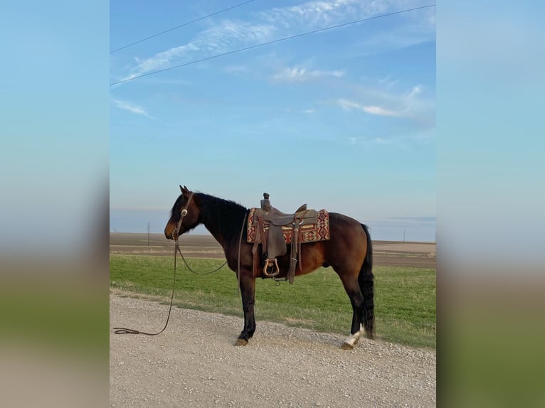 American Quarter Horse Castrone 10 Anni 145 cm Baio ciliegia in Van Horne IA