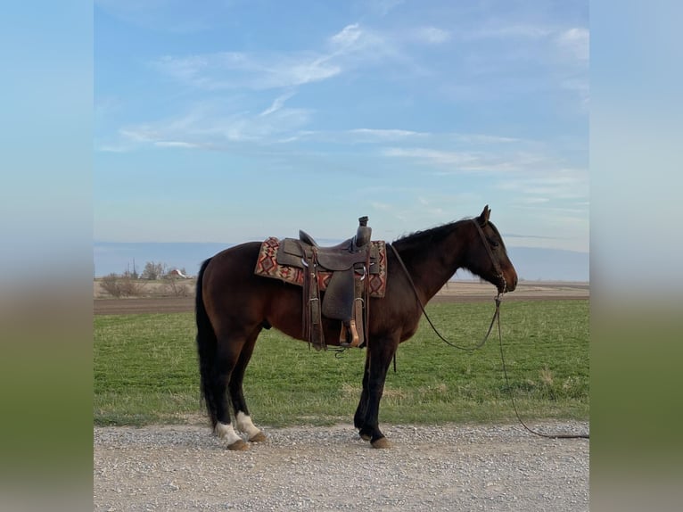American Quarter Horse Castrone 10 Anni 145 cm Baio ciliegia in Van Horne IA