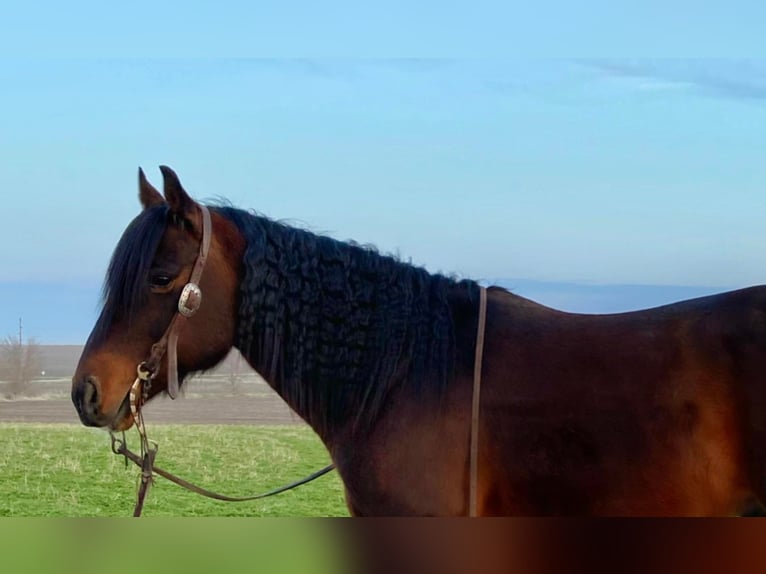 American Quarter Horse Castrone 10 Anni 145 cm Baio ciliegia in Van Horne IA