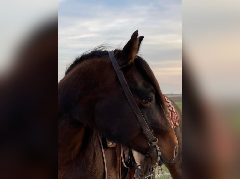 American Quarter Horse Castrone 10 Anni 145 cm Baio ciliegia in Van Horne IA