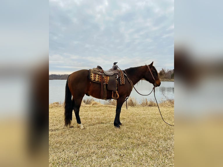American Quarter Horse Castrone 10 Anni 145 cm Baio ciliegia in Van Horne IA