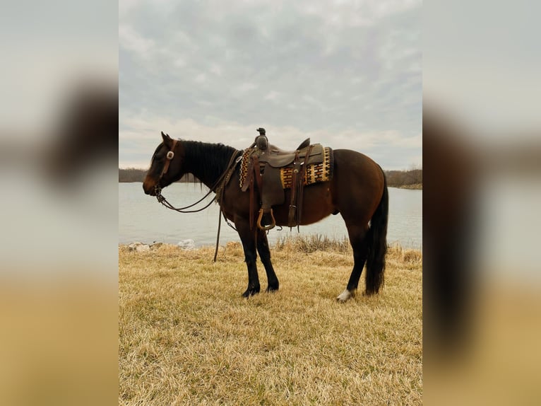 American Quarter Horse Castrone 10 Anni 145 cm Baio ciliegia in Van Horne IA