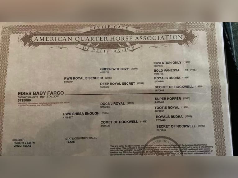 American Quarter Horse Castrone 10 Anni 145 cm Baio ciliegia in Van Horne IA