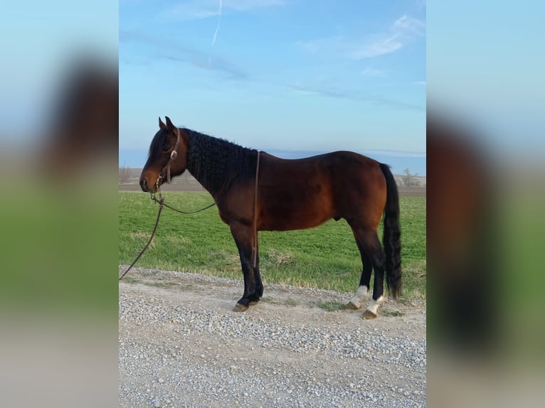 American Quarter Horse Castrone 10 Anni 145 cm Baio ciliegia in Van Horne IA
