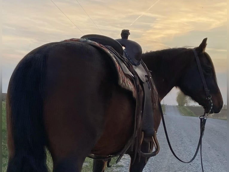 American Quarter Horse Castrone 10 Anni 145 cm Baio ciliegia in Van Horne IA