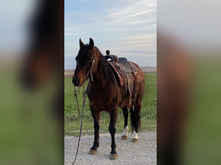 American Quarter Horse Castrone 10 Anni 145 cm Baio ciliegia in Van Horne IA