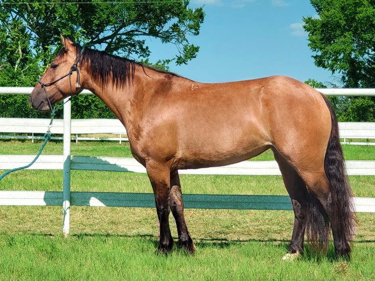 American Quarter Horse Castrone 10 Anni 145 cm Falbo in Aubrey Tx