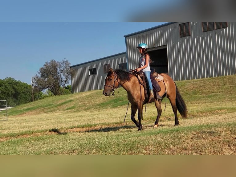 American Quarter Horse Castrone 10 Anni 145 cm Falbo in Aubrey Tx