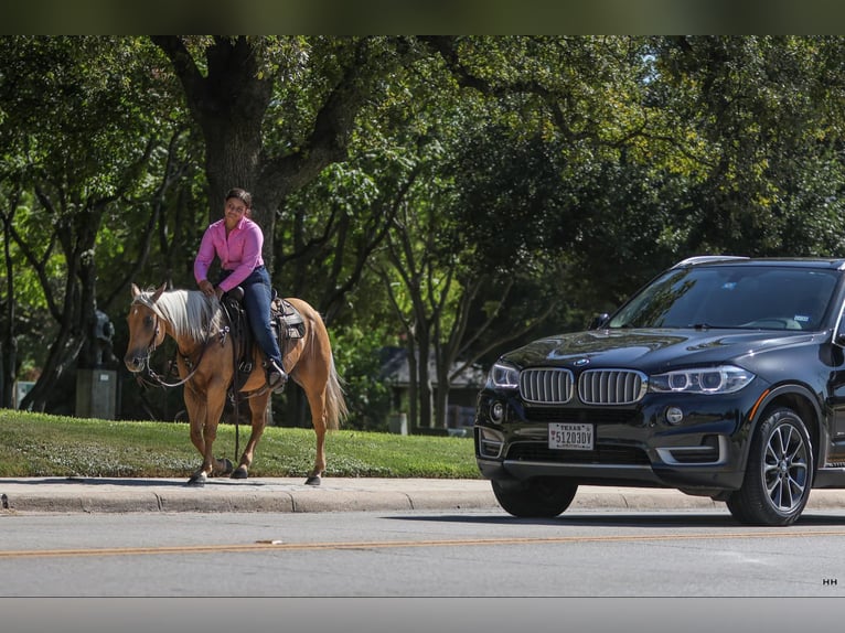 American Quarter Horse Castrone 10 Anni 145 cm Palomino in Granbury TX