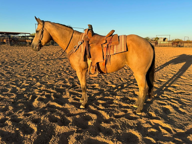 American Quarter Horse Castrone 10 Anni 145 cm Pelle di daino in Perry OK