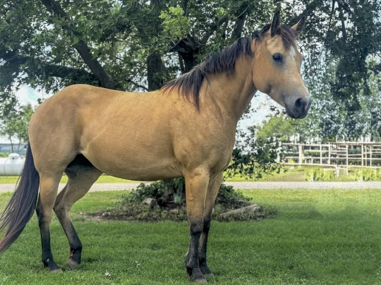 American Quarter Horse Castrone 10 Anni 145 cm Pelle di daino in Perry OK