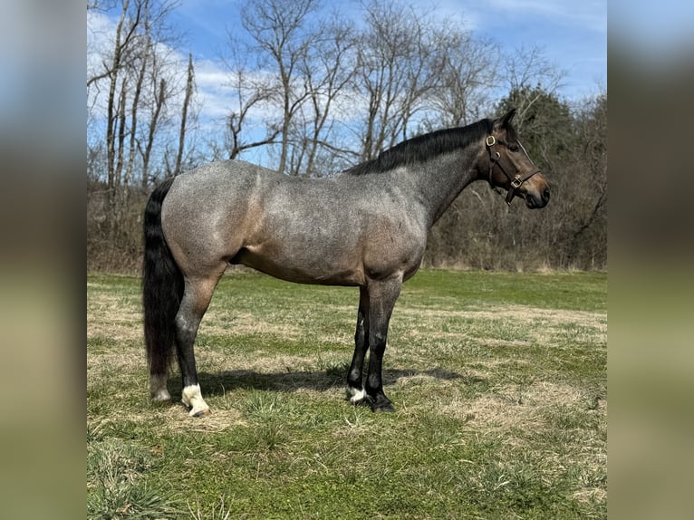 American Quarter Horse Castrone 10 Anni 145 cm Roano blu in Granby, CT