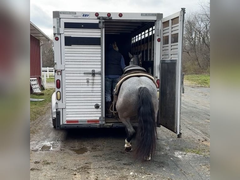 American Quarter Horse Castrone 10 Anni 145 cm Roano blu in Granby, CT