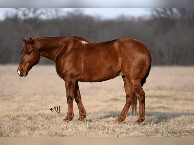 American Quarter Horse Castrone 10 Anni 145 cm Sauro ciliegia in Canyon