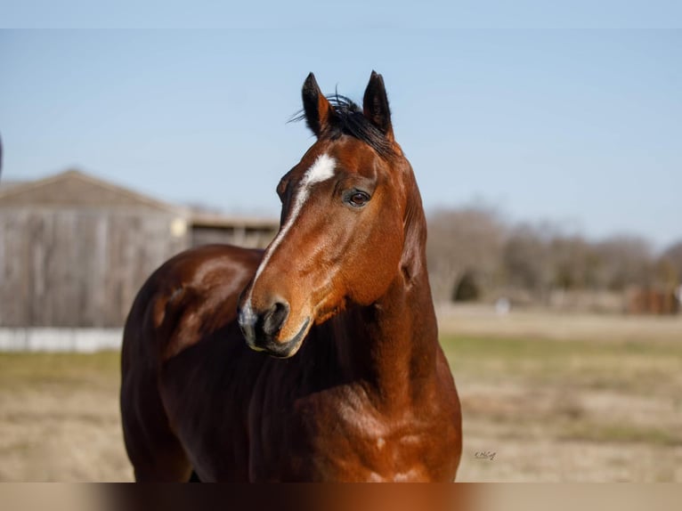 American Quarter Horse Castrone 10 Anni 147 cm Baio ciliegia in Ravennna TX