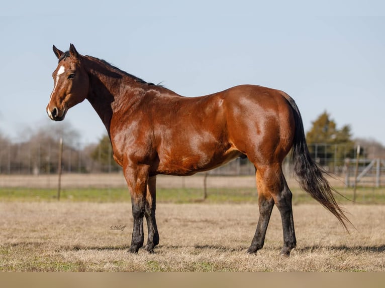 American Quarter Horse Castrone 10 Anni 147 cm Baio ciliegia in Ravennna TX