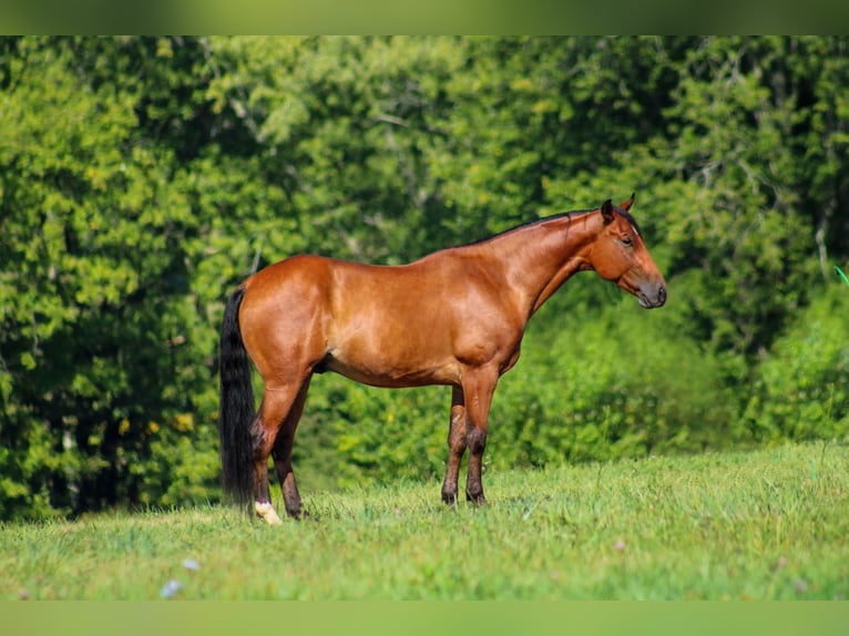 American Quarter Horse Castrone 10 Anni 147 cm Baio ciliegia in Stephenville Tx