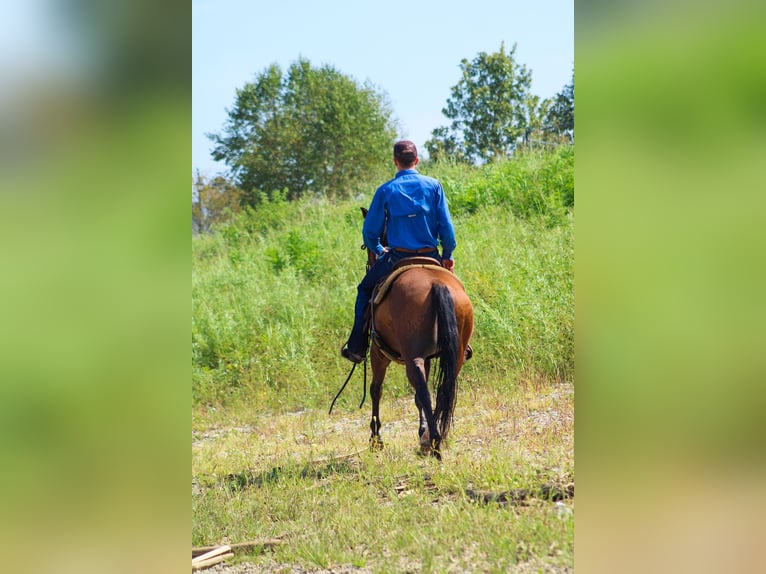 American Quarter Horse Castrone 10 Anni 147 cm Baio ciliegia in Stephenville Tx