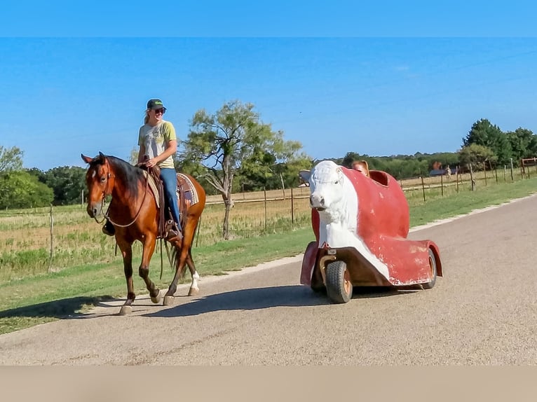 American Quarter Horse Castrone 10 Anni 147 cm Baio ciliegia in Stephenville Tx