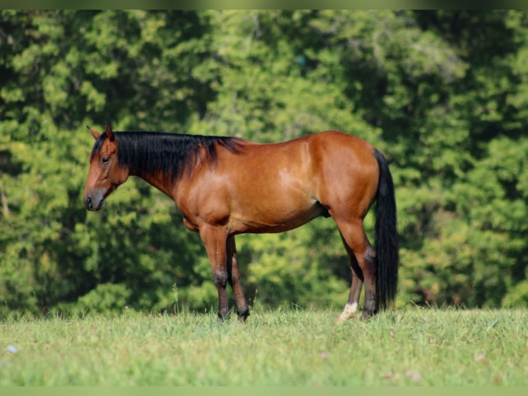 American Quarter Horse Castrone 10 Anni 147 cm Baio ciliegia in Stephenville Tx