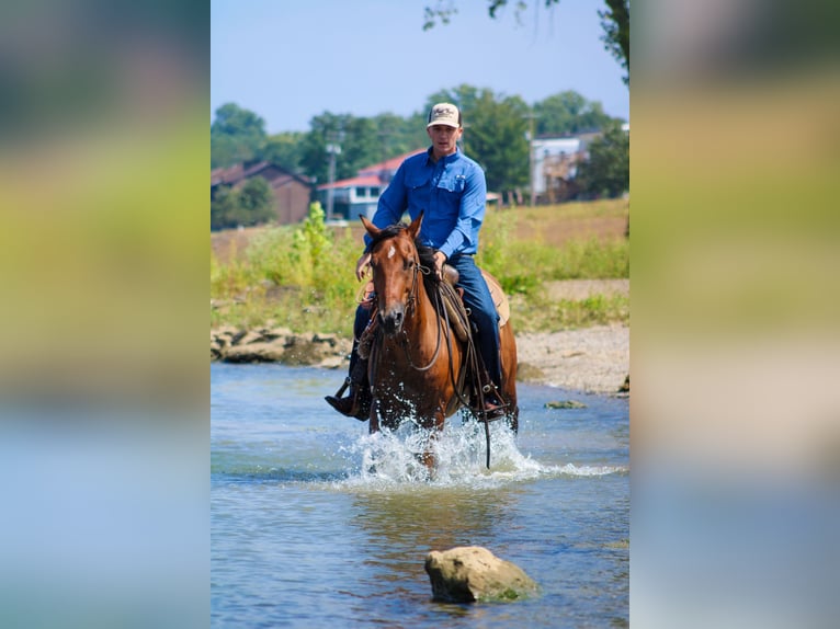 American Quarter Horse Castrone 10 Anni 147 cm Baio ciliegia in Stephenville Tx