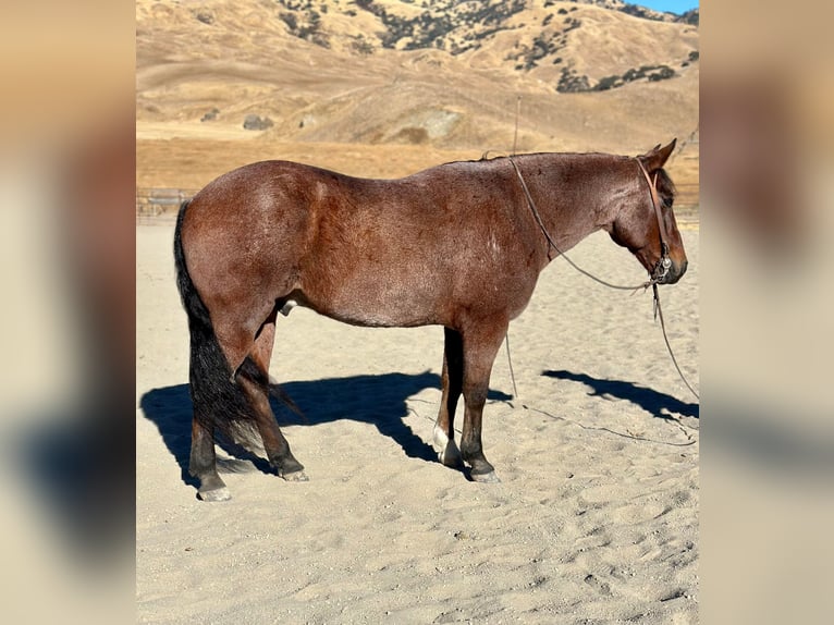 American Quarter Horse Castrone 10 Anni 147 cm Baio roano in Bitterwater CA