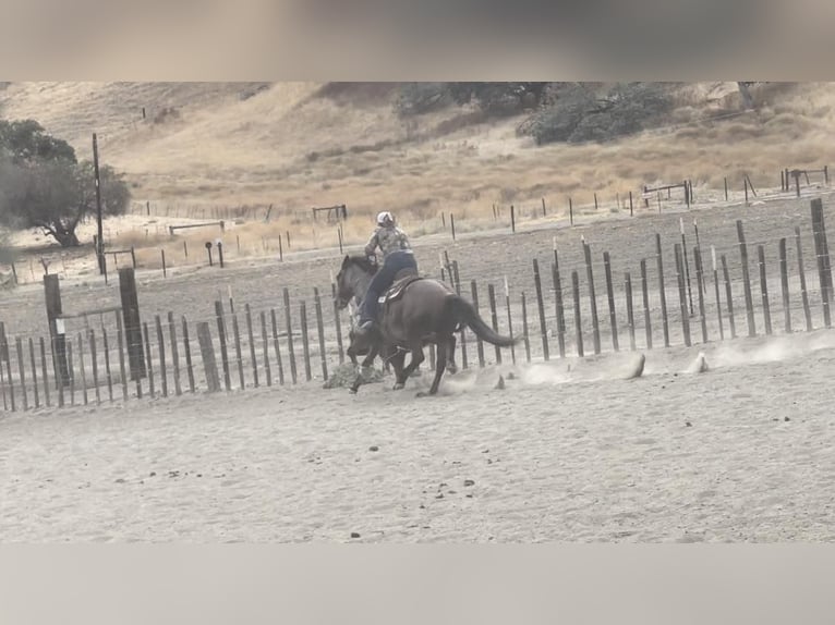 American Quarter Horse Castrone 10 Anni 147 cm Baio roano in Bitterwater CA