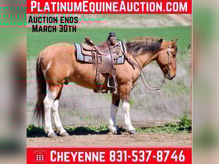 American Quarter Horse Castrone 10 Anni 147 cm Falbo in Bitterwater CA