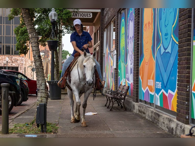 American Quarter Horse Castrone 10 Anni 147 cm Grigio in Rusk TX