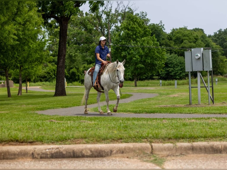 American Quarter Horse Castrone 10 Anni 147 cm Grigio in Rusk TX